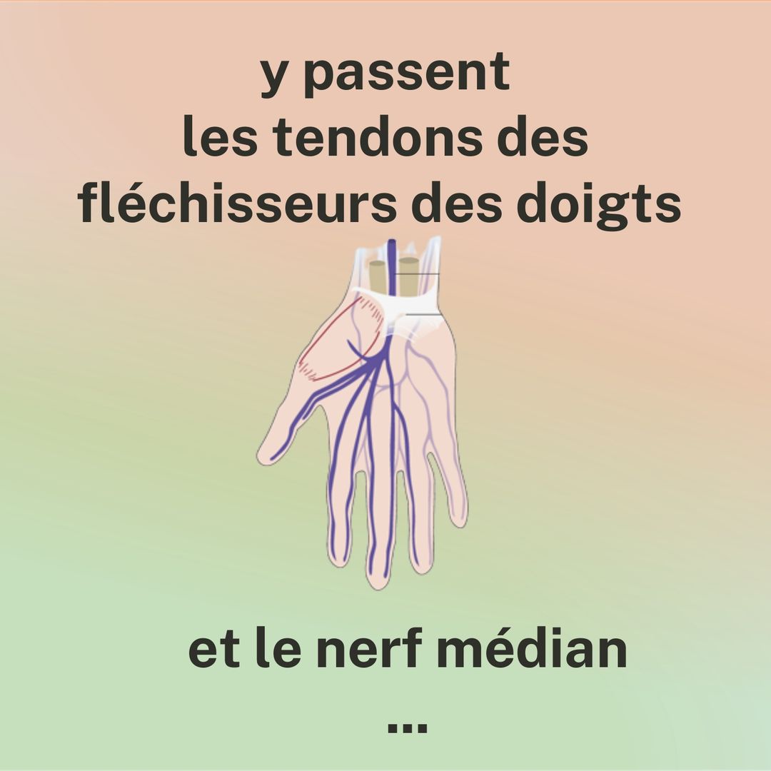 Y passent les tendons des fléchisseurs des doigts et le nerf médian. Schéma de la main montrant le trajet du nerf médian depuis le poignet vers les doigts.